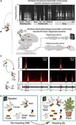 Life-Stage Dependent Plasticity in the Auditory System of a Songbird Is Signal and Emitter-Specific
